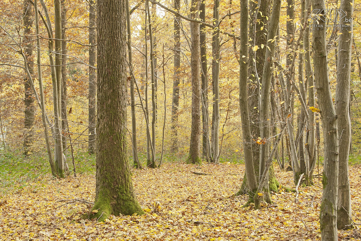 Autumn in the High Fens Photos of autumn in the nature reserve High Fens (Belgium) near Ternell with the small Hill and Getzbach rivers. Stefan Cruysberghs